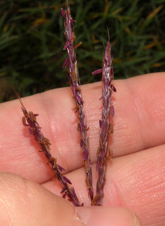 Bothriochloa ischaemum / Barboncino digitato